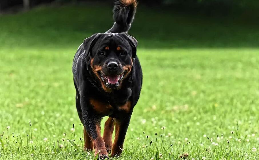 un rottweiler (foto pixabay)