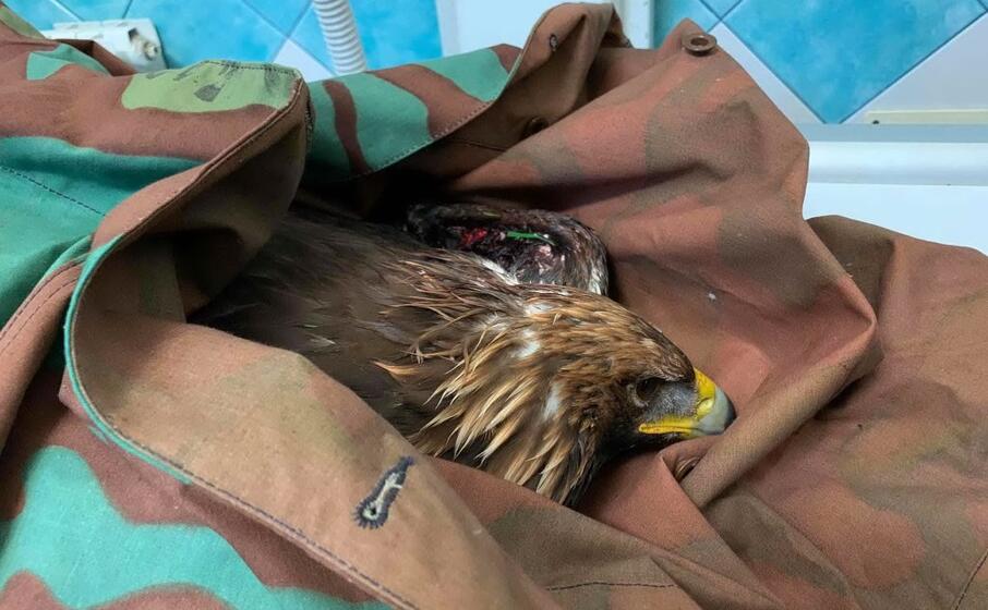 l aquila reale nella clinica duemari di oristano (foto elia sanna)