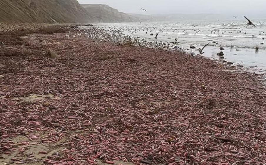 una spiaggia invasa (baynaturemagazine instagram)