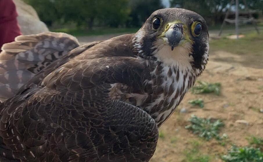 il falco pellegrino ferito (l unione sarda foto cazzaniga)