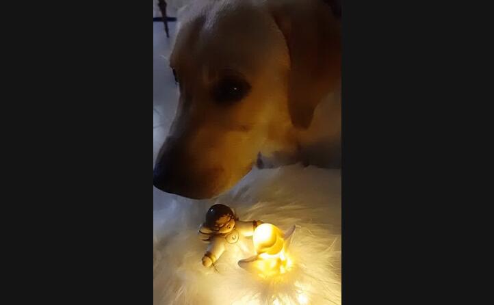 anche il labrador terry blue ivy di lia secci augura a tutti i lettori di unione sarda un sereno natale