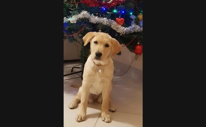 anche la piccola chloe da elmas si prepara a festeggiare quello che per lei sar il suo primo natale