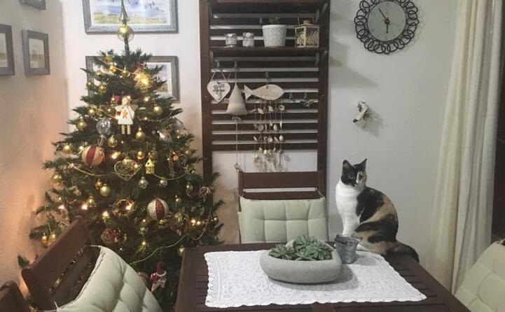 aspettando il natale in compagnia della piccola moody lo scatto di emma marci da sinnai