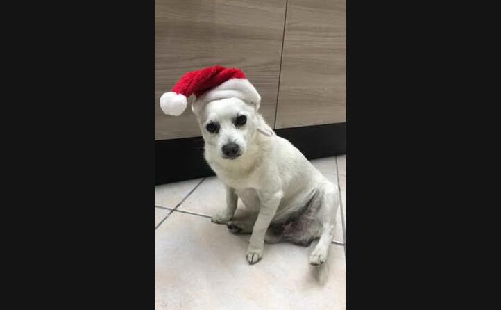 auguri da graziella da flumini di quartu s elena