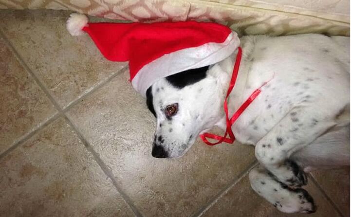 billy aspetta impaziente il natale insieme al suo padrone alberto pisu da quartu sant elena
