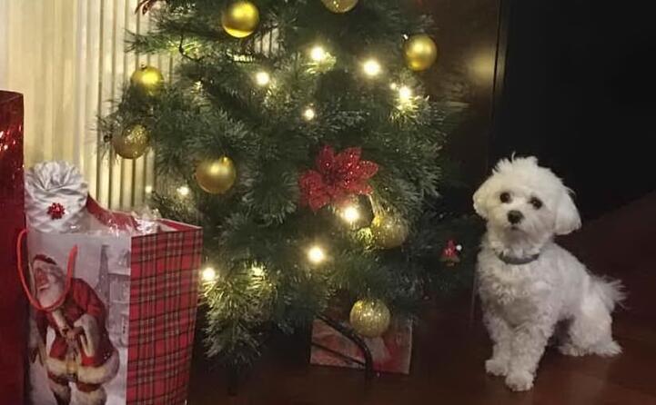 camillo e il suo nuovo albero