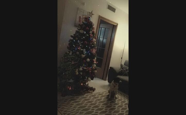 ci vuole sempre qualcuno che faccia la guardia all albero di natale tanti auguri da patry
