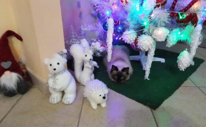gli auguri speciali di molly da gonnesa