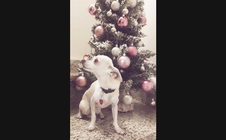 il piccolo jack non resta immune al fascino del natale foto di monica casu da oristano