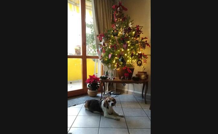 la dolce brina immortalata sotto l albero di natale da giancarlo piludu