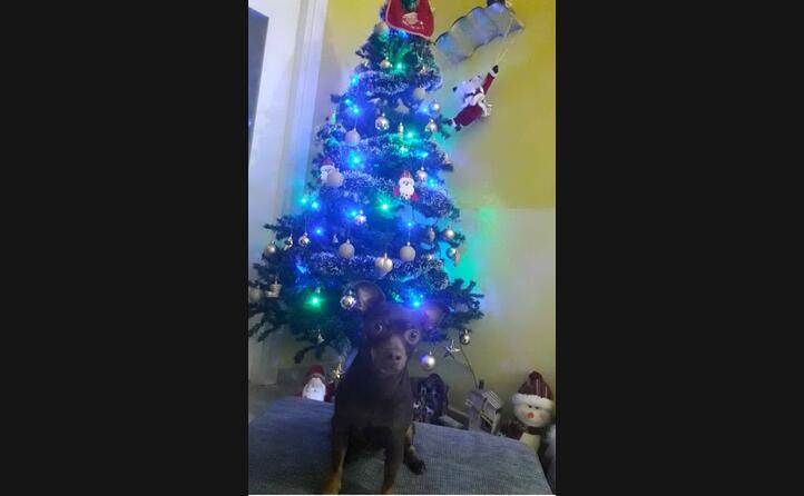 la dolce lola fa la guardia all albero di natale di francesco campus da sinnai