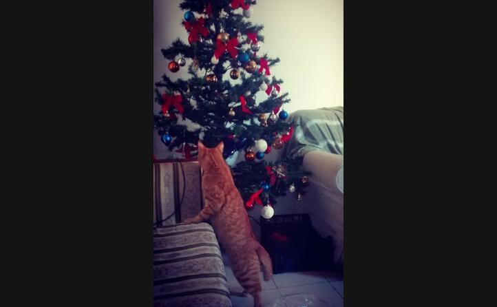 la piccola nala controlla che l albero sia pronto ed addobbato per la notte di natale