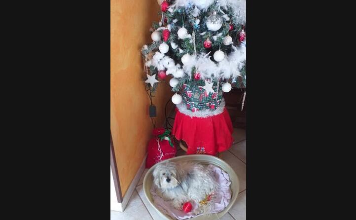 la piccola yuma da villacidro augura buone feste a tutti i lettori dell unione sarda