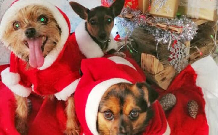 lula masha e schumi prontissimi a festeggiare il natale a donori