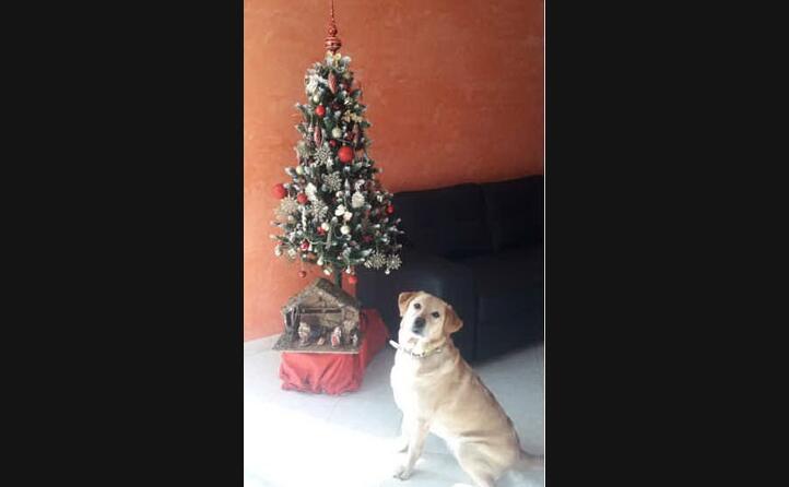 marshall tiene d occhio l albero auguri a tutti