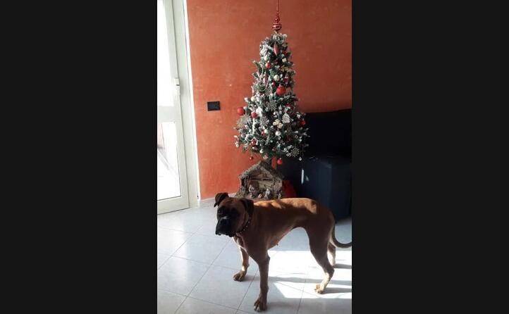 mayetta da cagliari augura buon natale a tutti