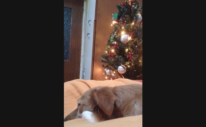 paty di ombry e giangy da ussaramanna buon natale anche da loro