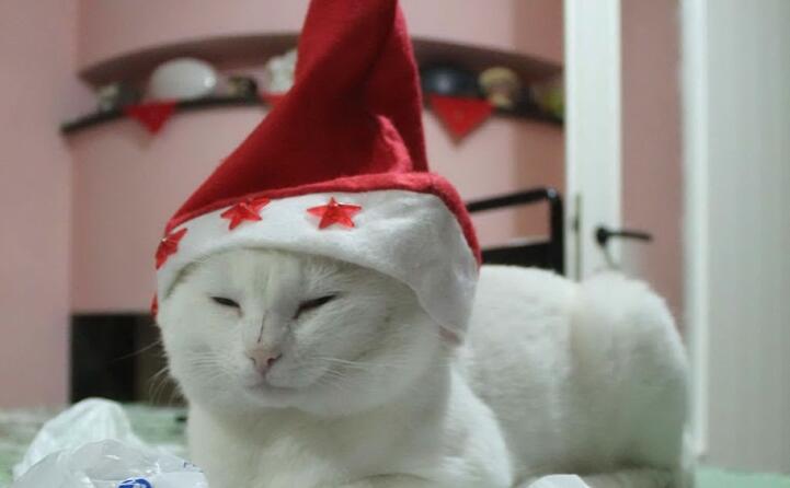 tanti auguri da bianchino da serramanna
