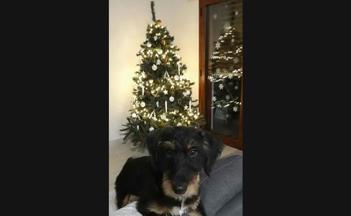 un anno fa il piccolo kobee era abbandonato per le campagne mentre oggi si gode il suo primo natale con l amore di una famiglia e le luci dell albero