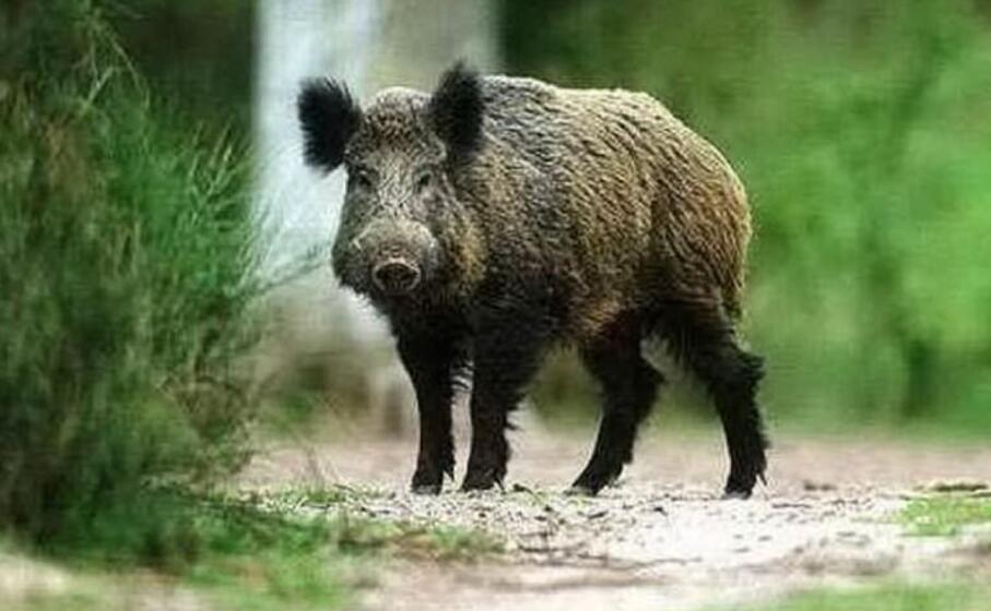 Cinghiale infetto alla trichinella, allarme: Cinghiale infetto alla trichinella, allarme: