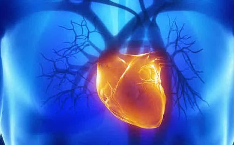 Infarto, batterio intestinale tra le cause: vaccino preventivo Infarto, batterio intestinale tra le cause: vaccino preventivo