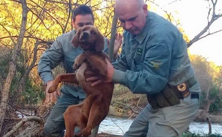 il cane salvato dalla forestale (foto e sanna)