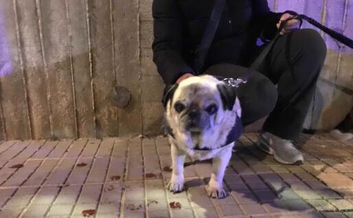 Il cane dell'anziano (Foto Gloria Calvi)
