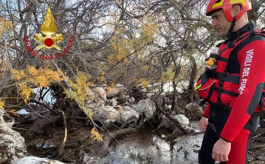 il recupero del gregge (foto vigili del fuoco)