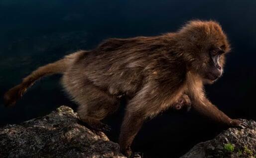 «Early riser» di Riccardo Marcheggiani ha vinto nella categoria «15-17 anni»