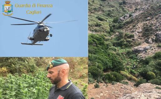 La piantagione sul monte Serpeddì (Foto Gdf)