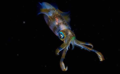«Night glow» di Cruz Erdmann, Nuova Zelanda, ha vinto il premio nella categoria 11-14 anni.