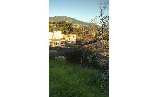 Un albero sradicato a Lanusei (foto Giovanna Falchetto)