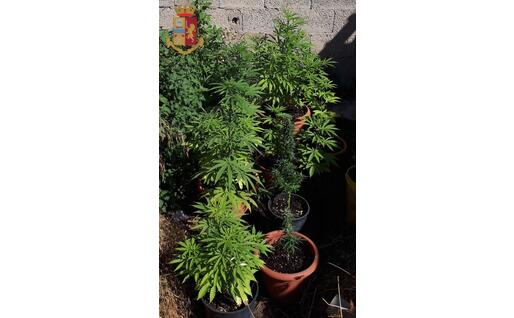 Le piante in cortile (Foto Polizia di Stato)