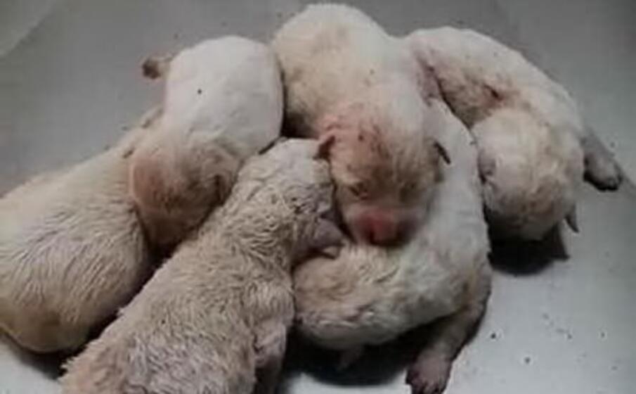 i cuccioli (foto facebook)