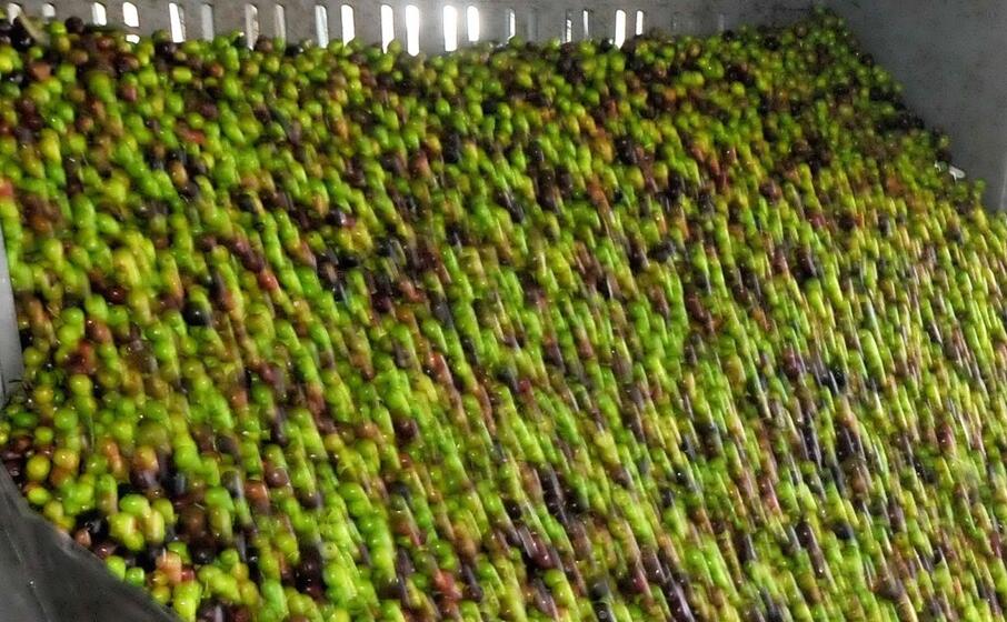 lalavorazione delle olive in un frantoio (archivio l unione sarda)