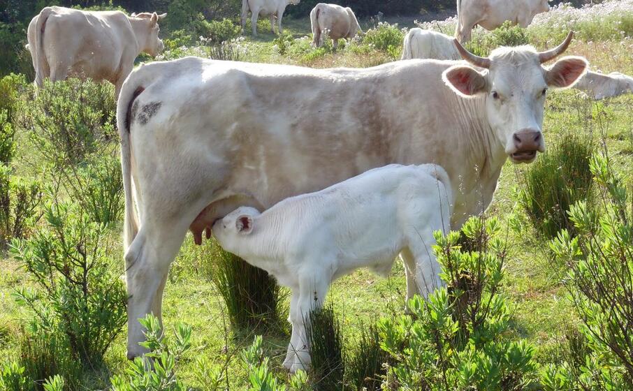 mucche al pascolo in ogliastra (loi)
