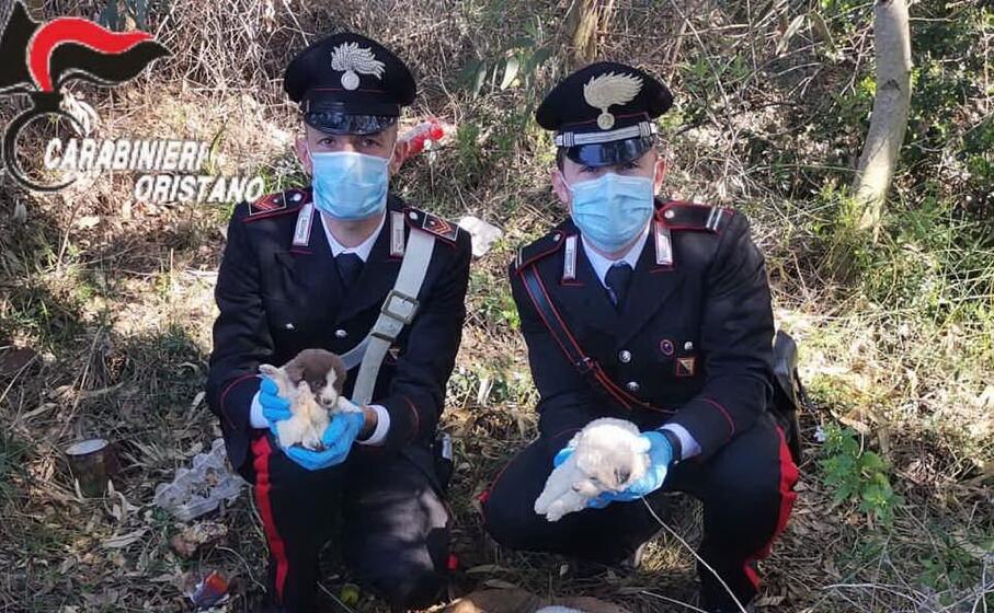 i militari con alcuni dei cuccioli abbandonati (foto carabinieri)