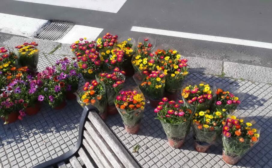 Quartu Si Veste Di Fiori Per Salutare La Primavera L Unione Sarda It