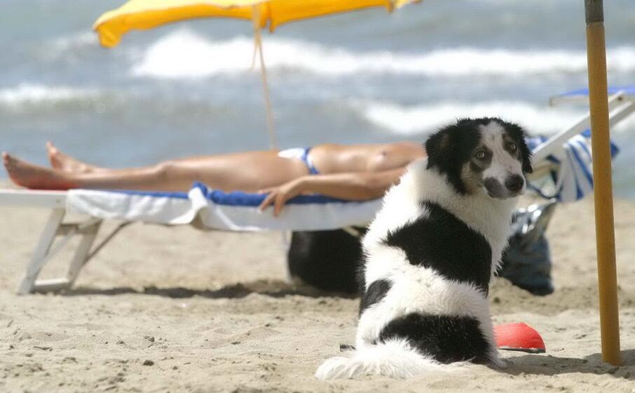 un cane in spiaggia (foto ansa dall archivio unione sarda)
