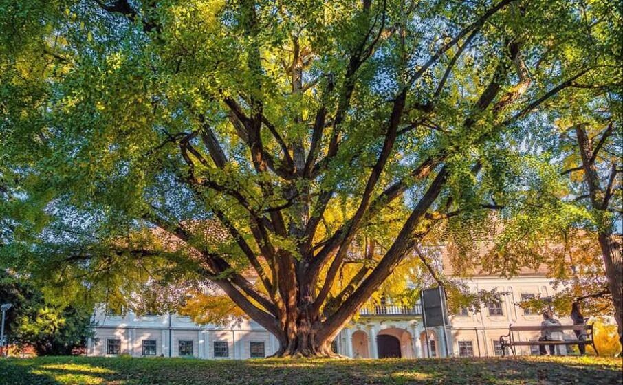 il ginkgo di daruvur in croazia foto ju privoda bbz
