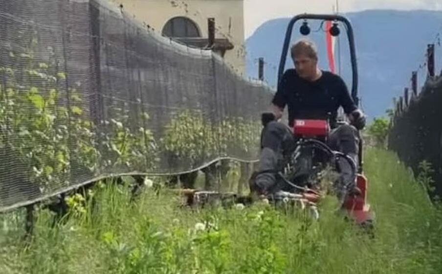 la cura dei vigneti nell azienda agricola (dal sito ufficiale)