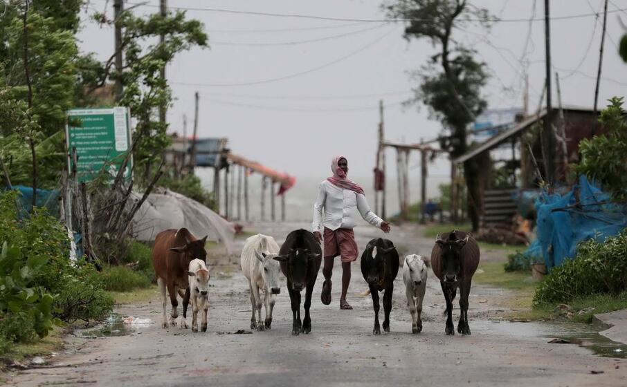 in fuga con gli animali (ansa adhikary)