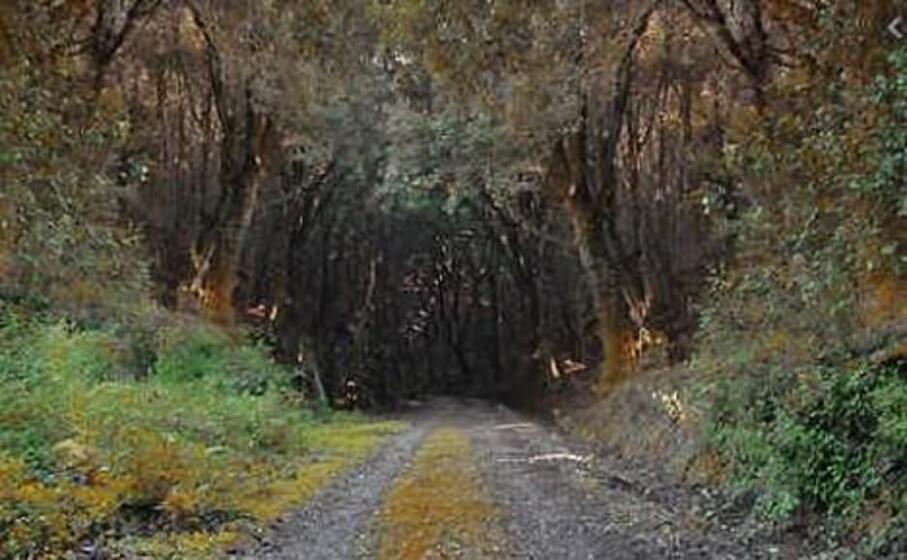 la foresta di marganai (l unione sarda)