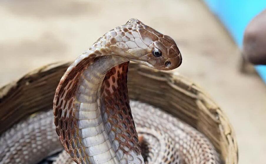 un cobra (foto pixabay com)