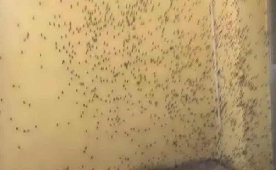 l invasione delle cavallette (foto frame videolina)