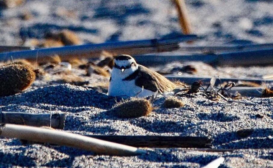 il fratino al poetto (l unione sarda)