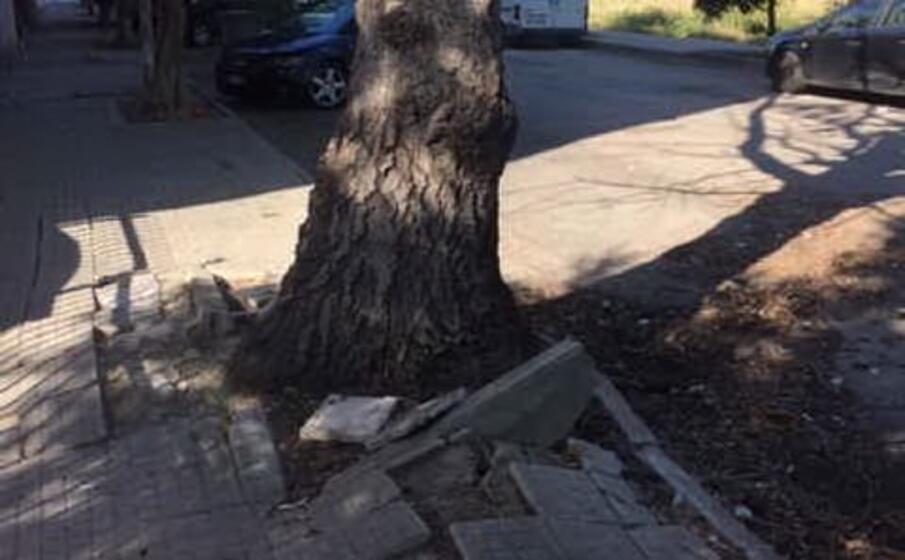 uno degli alberi che verranno abbattuti (foto amministrazione)