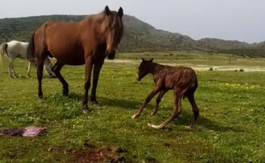 il puledro ferito (foto concessa)