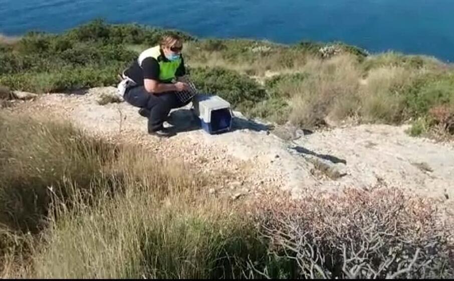 la liberazione del pullo (foto polizia municipale)