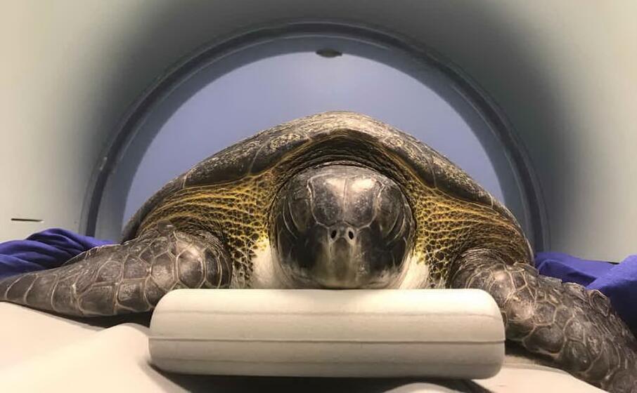 rarissima tartaruga verde recuperata a s ena arrubia (nella foto la tartaruga fa la tac alla clinica due mari)